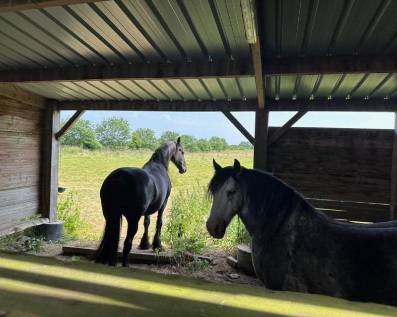 Abris à chevaux