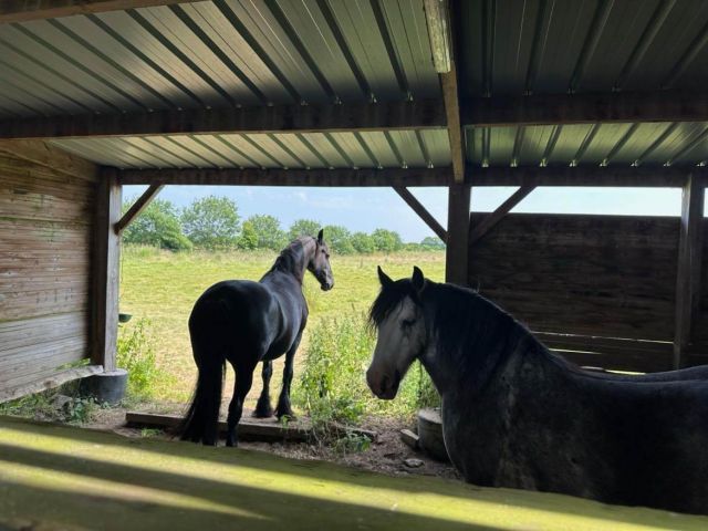 Abris à chevaux