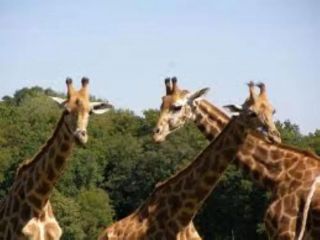 branfere-plaine-africaine