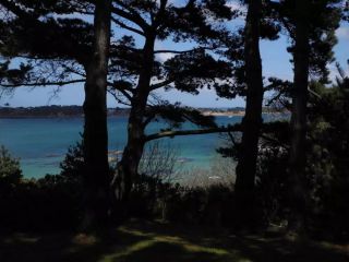 vue-derriere-arbre