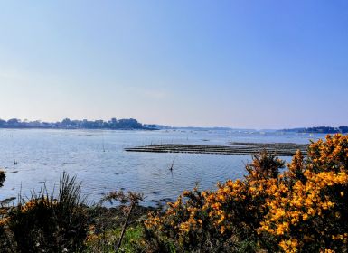 Promenade dans le Golfe du Morbihan le long du port du Logeo à Sarzeau